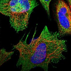Rapsyn Antibody, Novus Biologicals:Antibodies:Primary Antibodies