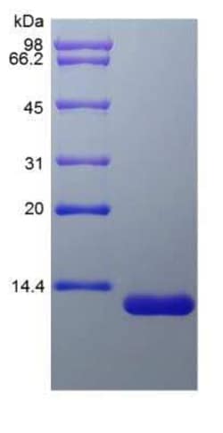 Novus Biologicals Recombinant Rat CCL24/Eotaxin-2/MPIF-2 Protein 100 &mu;g | Buy Online | Novus Biologicals&trade; | Fisher Scientific