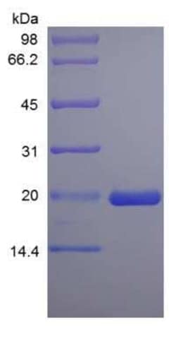 Novus Biologicals&trade;&nbsp;Recombinant Rat LIF Protein