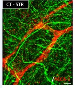 RecA-1 Antibody (HIS52) - BSA Free, Novus Biologicals 0.1 mg; Unconjugated:Antibodies,