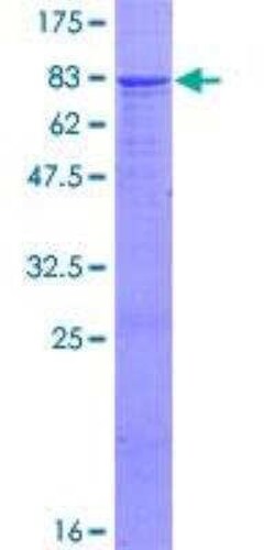 Novus Biologicals Recombinant Human Ig gamma-4 Chain C Region GST (N-Term) Protein 2 &mu;g | Buy Online | Novus Biologicals&trade; | Fisher Scientific