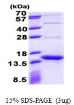 Novus Biologicals&trade;&nbsp;Recombinant Streptavidin His Protein
