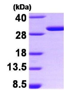 Novus Biologicals&trade;&nbsp;Recombinant Human 14-3-3 sigma/Stratifin Protein