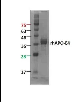 Novus Biologicals Recombinant Human ApoE4 Protein 1000 &mu;g | Buy Online | Novus Biologicals&trade; | Fisher Scientific