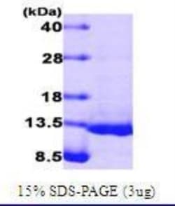 Novus Biologicals&trade;&nbsp;Recombinant Human BMP-4 Protein