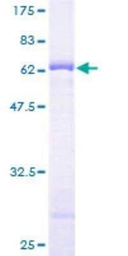 Novus Biologicals Recombinant Human BYSL GST (N-Term) Protein 2 &mu;g | Buy Online | Novus Biologicals&trade; | Fisher Scientific