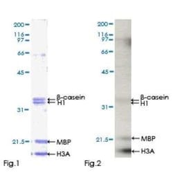 Novus Biologicals Recombinant Human CLK2 GST (N-Term) Protein 10 &mu;g | Buy Online | Novus Biologicals&trade; | Fisher Scientific