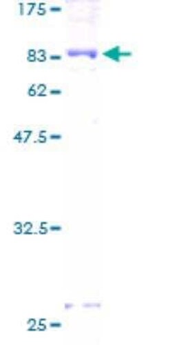 Novus Biologicals&trade;&nbsp;Recombinant Human CRMP5 GST (N-Term) Protein
