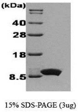 Novus Biologicals&trade;&nbsp;Recombinant Human CXCL8/IL-8 Protein