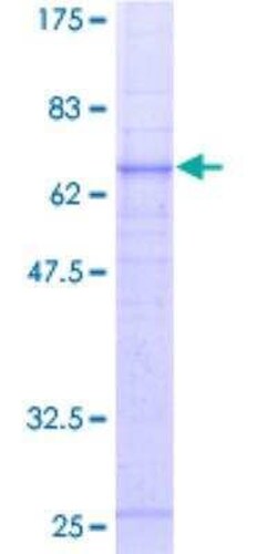 Novus Biologicals™ Recombinant Human Complement Component C5aR1 GST (N-Term) Protein