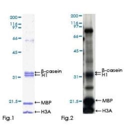Novus Biologicals Recombinant Human DYRK2 GST (N-Term) Protein 25 &mu;g | Buy Online | Novus Biologicals&trade; | Fisher Scientific
