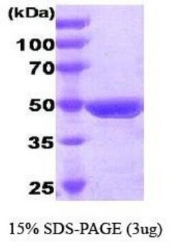 Novus Biologicals&trade;&nbsp;Recombinant Human FADD GST (N-Term) Protein