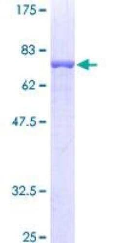 Novus Biologicals Recombinant Human Flotillin 2 GST (N-Term) Protein 25 &mu;g | Buy Online | Novus Biologicals&trade; | Fisher Scientific