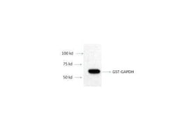 Novus Biologicals Recombinant Human GAPDH GST (N-Term) Protein 10 &mu;g | Buy Online | Novus Biologicals&trade; | Fisher Scientific