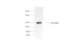 Novus Biologicals Recombinant Human GRB2 GST (N-Term) Protein 10 &mu;g | Buy Online | Novus Biologicals&trade; | Fisher Scientific