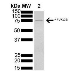 Novus Biologicals Recombinant Human GRP78/HSPA5 His Protein 50 &mu;g | Buy Online | Novus Biologicals&trade; | Fisher Scientific