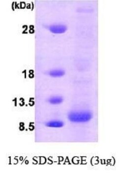 Novus Biologicals&trade;&nbsp;Recombinant Human Glutaredoxin 1/GLRX1 Protein
