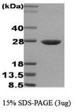 Novus Biologicals&trade;&nbsp;Recombinant Human HSP27 Protein