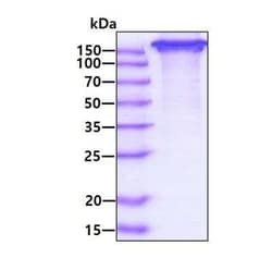 Novus Biologicals Recombinant Human ICAM-5 hIgG-His Protein 50 &mu;g | Buy Online | Novus Biologicals&trade; | Fisher Scientific