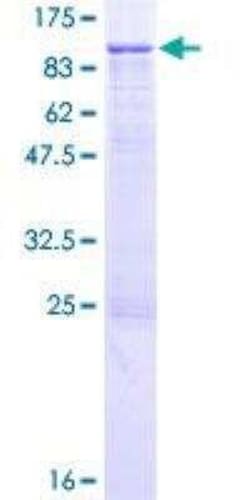 Novus Biologicals&trade;&nbsp;Recombinant Human Integrin beta 7 GST (N-Term) Protein
