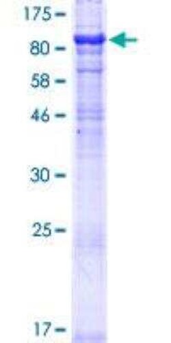 Novus Biologicals&trade;&nbsp;Recombinant Human MON1A GST (N-Term) Protein