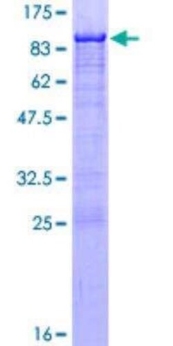 Novus Biologicals Recombinant Human Nrf1 GST (N-Term) Protein 10 &mu;g | Buy Online | Novus Biologicals&trade; | Fisher Scientific