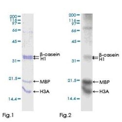 Novus Biologicals Recombinant Human PCTAIRE3 GST (N-Term) Protein 2 &mu;g | Buy Online | Novus Biologicals&trade; | Fisher Scientific