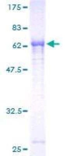 Novus Biologicals Recombinant Human PNMA2 GST (N-Term) Protein 10 &mu;g | Buy Online | Novus Biologicals&trade; | Fisher Scientific
