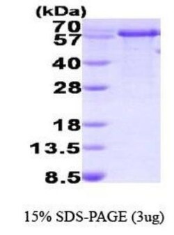Novus Biologicals&trade;&nbsp;Recombinant Human PPIL2 His Protein