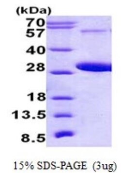 Novus Biologicals&trade;&nbsp;Recombinant Human RAB5C His Protein
