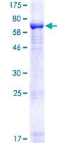 Novus Biologicals&trade;&nbsp;Recombinant Human Rubicon GST (N-Term) Protein