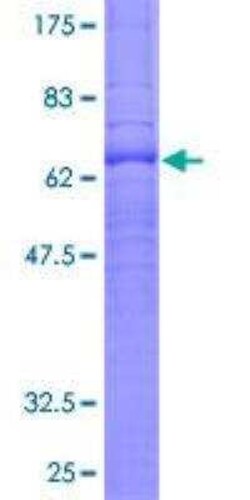 Novus Biologicals Recombinant Human S1P1/EDG-1 GST (N-Term) Protein 2 &mu;g | Buy Online | Novus Biologicals&trade; | Fisher Scientific