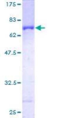 Novus Biologicals&trade;&nbsp;Recombinant Human Serpin B6 GST (N-Term) Protein