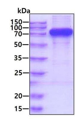 Novus Biologicals Recombinant Human Siglec-9 hIgG-His Protein 250 &mu;g | Buy Online | Novus Biologicals&trade; | Fisher Scientific