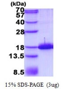 Novus Biologicals&trade;&nbsp;Recombinant Human Preprotachykinin-1 His Protein