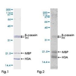 Novus Biologicals Recombinant Human TAK1 GST (N-Term) Protein 10 &mu;g | Buy Online | Novus Biologicals&trade; | Fisher Scientific