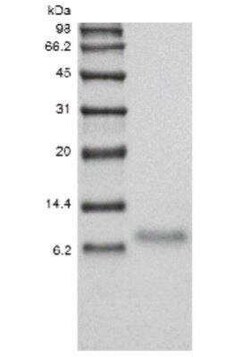 Novus Biologicals Recombinant Human TWEAK R/TNFRSF12 Protein 100 &mu;g | Buy Online | Novus Biologicals&trade; | Fisher Scientific