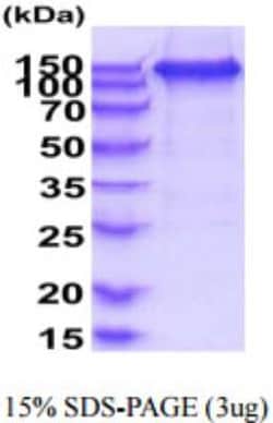 R&D Systems&trade;&nbsp;Recombinant Human VEGF Receptor 2/3 hIgG-His Protein