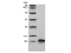 Novus Biologicals Recombinant Human beta-Defensin 3 Protein 5 &mu;g | Buy Online | Novus Biologicals&trade; | Fisher Scientific