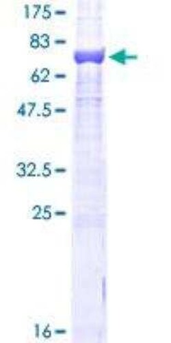 Novus Biologicals&trade;&nbsp;Recombinant Human beta Tubulin GST (N-Term) Protein