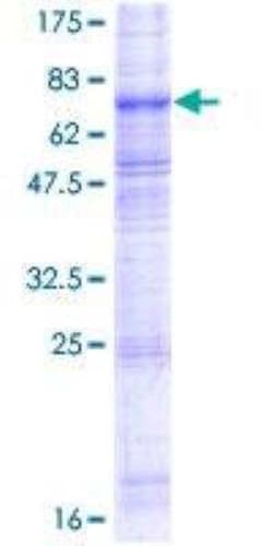 Novus Biologicals Recombinant Human xCT GST (N-Term) Protein 2 &mu;g | Buy Online | Novus Biologicals&trade; | Fisher Scientific