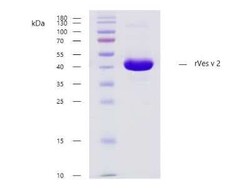 Novus Biologicals&trade;&nbsp;Recombinant Insect rVes v 2 Strep (N-Term) Protein