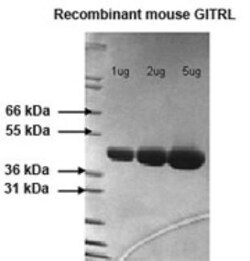 Novus Biologicals Recombinant Mouse GITR Ligand/TNFSF18 Protein 0.05mg; Unlabeled | Buy Online | Novus Biologicals&trade; | Fisher Scientific