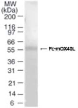 Novus Biologicals Recombinant Mouse OX40 Ligand/TNFSF4 Protein 0.05mg; Unlabeled | Buy Online | Novus Biologicals&trade; | Fisher Scientific