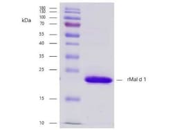 Novus Biologicals Recombinant Plant Malus domestica 1.0101 Strep (N-Term) Protein 0.1 mg | Buy Online | Novus Biologicals&trade; | Fisher Scientific