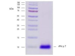 Novus Biologicals Recombinant Plant Phleum pratense 7.0101 Strep (N-Term) Protein 0.1 mg | Buy Online | Novus Biologicals&trade; | Fisher Scientific