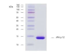 Novus Biologicals&trade;&nbsp;Recombinant Plant rPhl p 12 Strep (N-Term) Protein