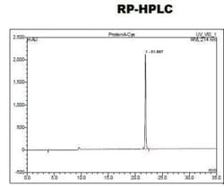 Novus Biologicals Recombinant Protein A Cys (C-Term) Protein 10 mg | Buy Online | Novus Biologicals&trade; | Fisher Scientific