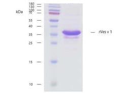 Novus Biologicals&trade;&nbsp;Recombinant Vespula vulgaris 1.0101 Strep (N-Term) Protein