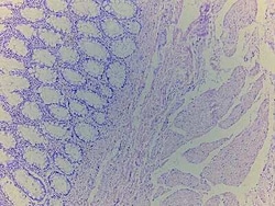 Novus Biologicals Rectum Tissue Slides (Adult Normal)- Paraffin 5 Slides | Buy Online | Novus Biologicals&trade; | Fisher Scientific